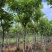 黄花腊肠树12～15公分基地直销大小规格齐全质量优质