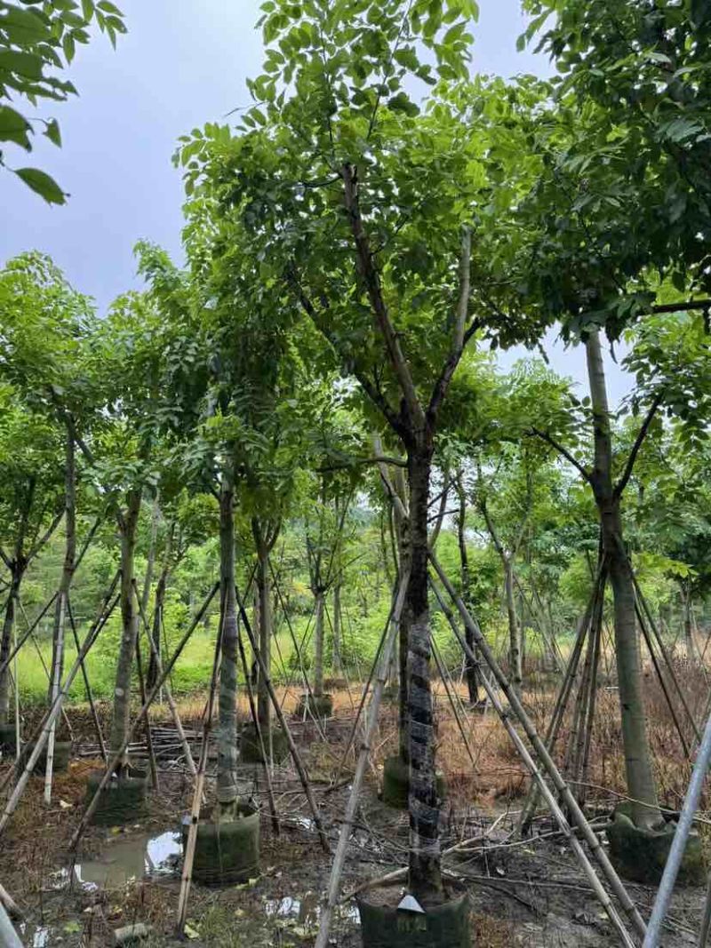 黄花腊肠树12～15公分基地直销大小规格齐全质量优质