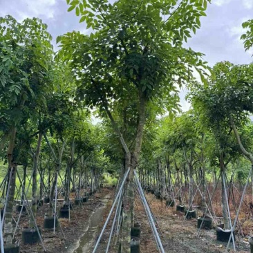 黄花腊肠树12～15公分基地直销大小规格齐全质量优质