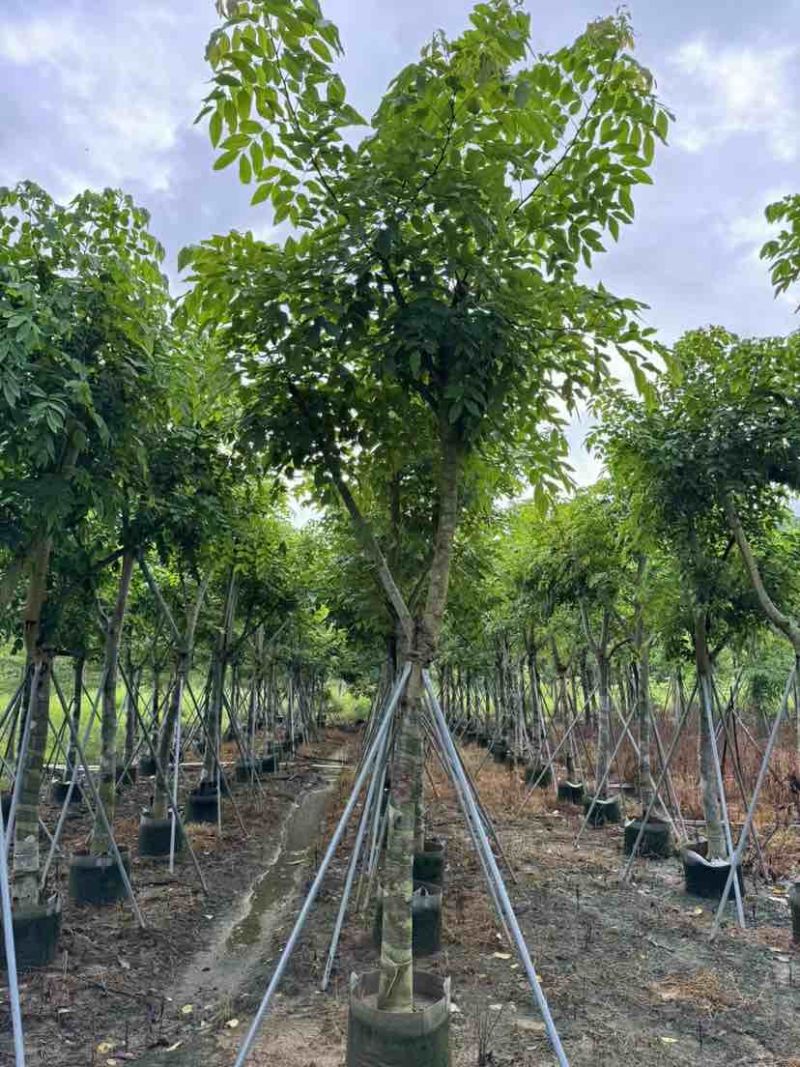黄花腊肠树12～15公分基地直销大小规格齐全质量优质