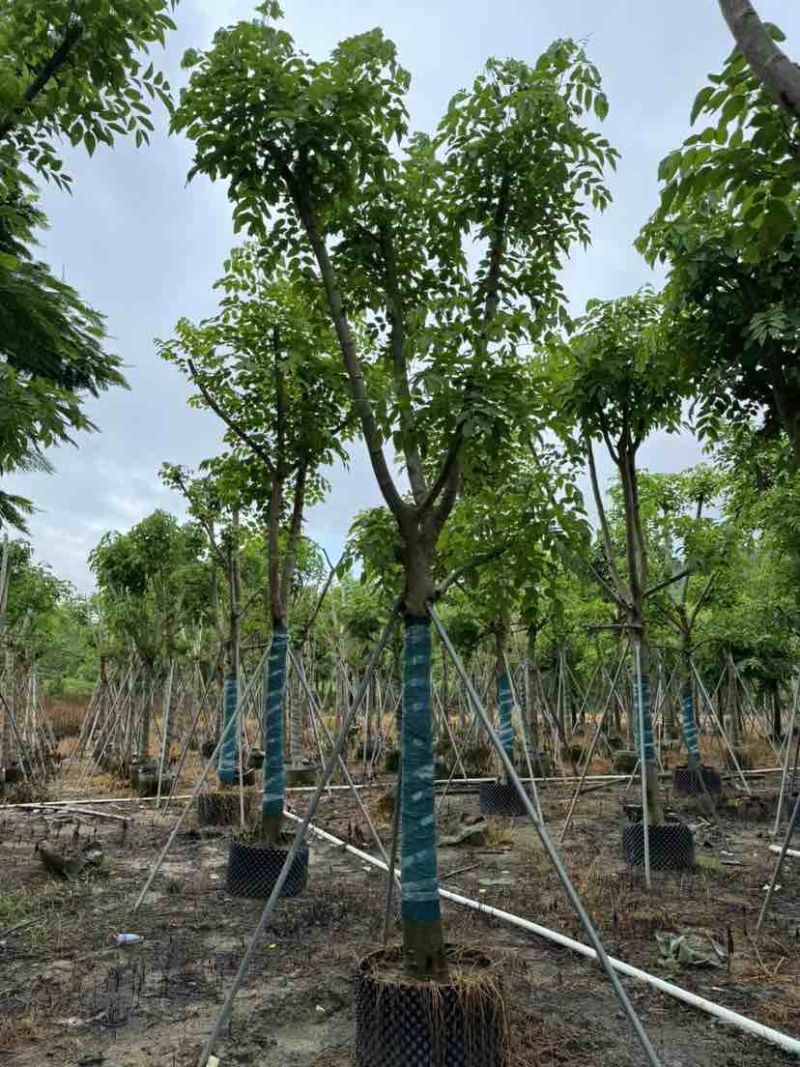 黄花腊肠树12～15公分基地直销大小规格齐全质量优质