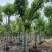 黄花腊肠树12～15公分基地直销大小规格齐全质量优质