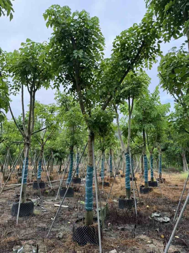 黄花腊肠树12～15公分基地直销大小规格齐全质量优质