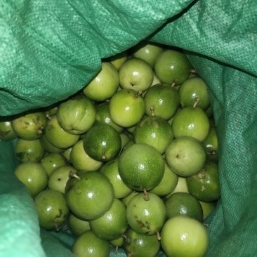 广西黄金果