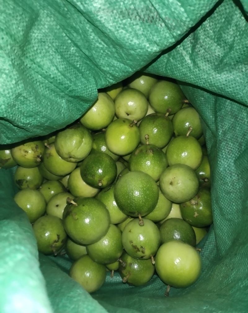 广西黄金果