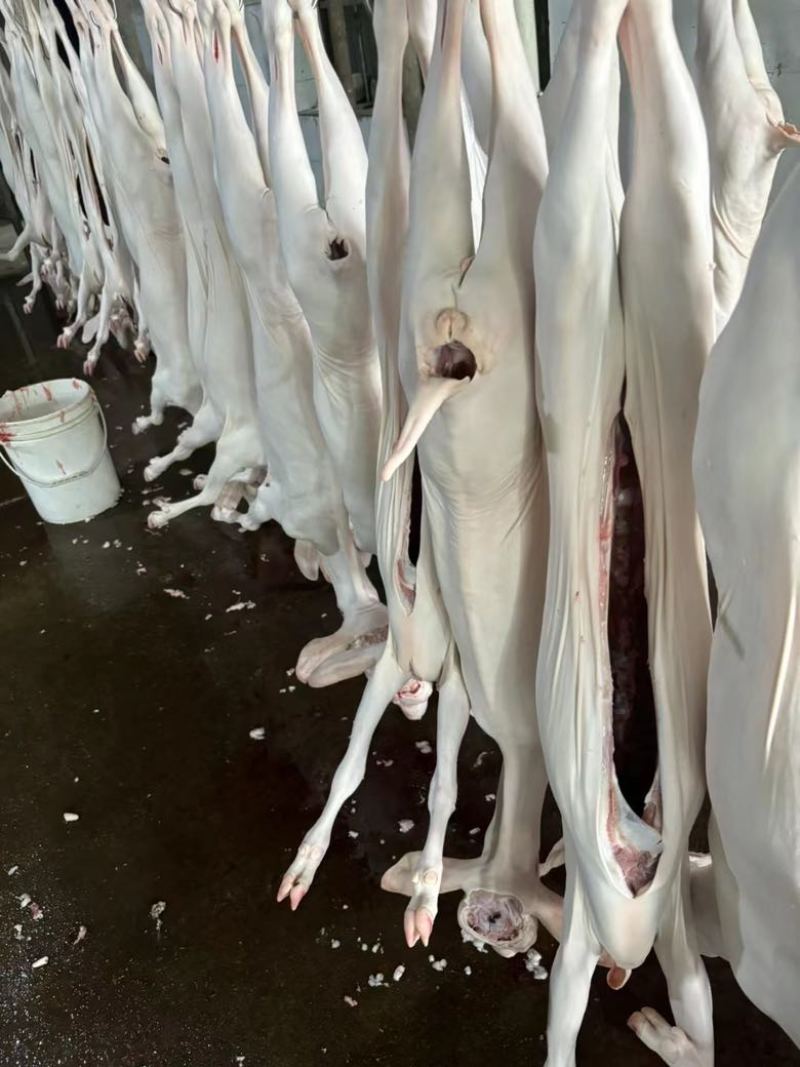 白条羊。新鲜羊肉，羊酮体全国冷链物流配送