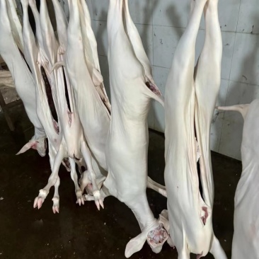 白条羊。新鲜羊肉，羊酮体全国冷链物流配送