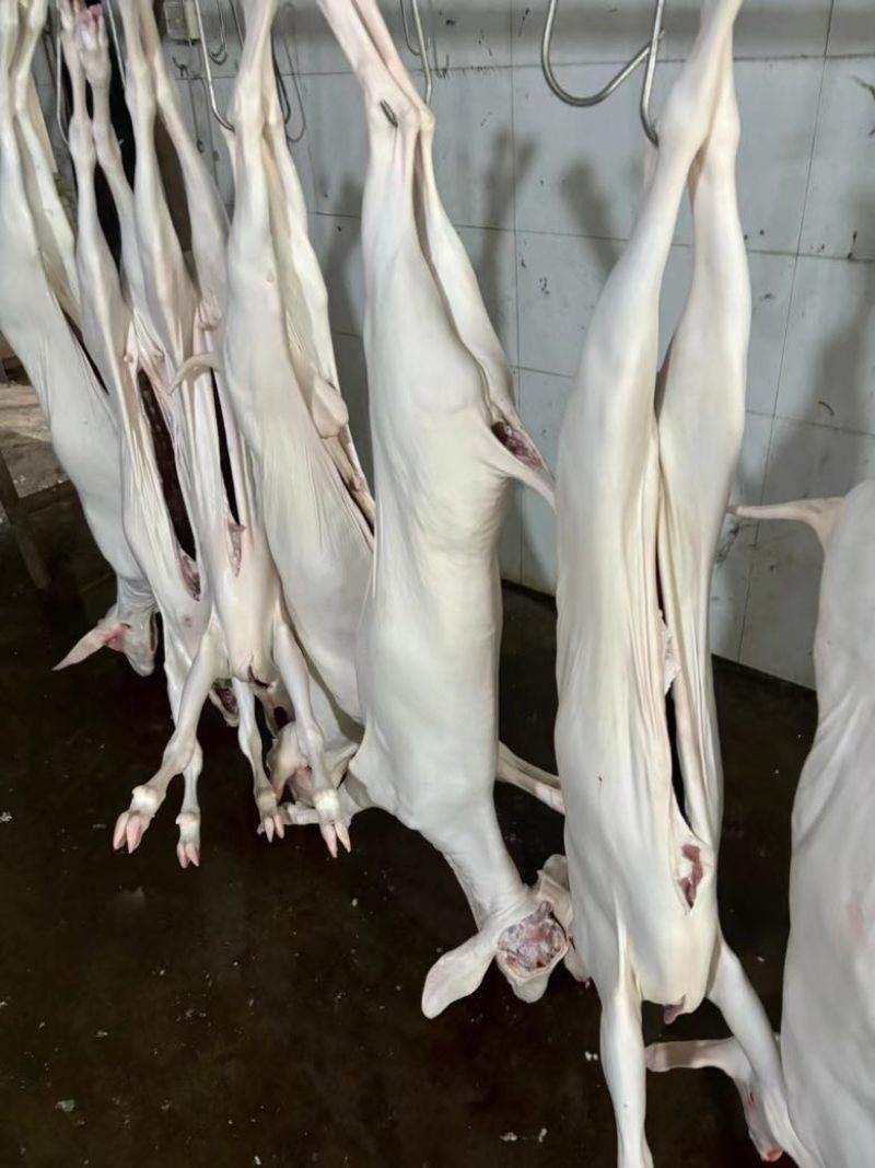 白条羊。新鲜羊肉，羊酮体全国冷链物流配送