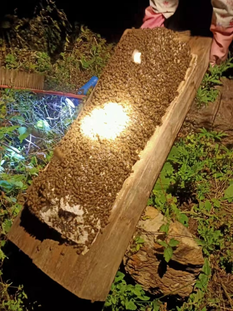 中华蜂蜜
