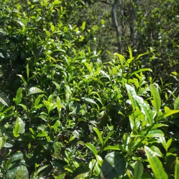 22年乔木头春散茶蜜兰香浓郁回甘强口粮拼配都可用