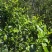 22年乔木头春散茶蜜兰香浓郁回甘强口粮拼配都可用