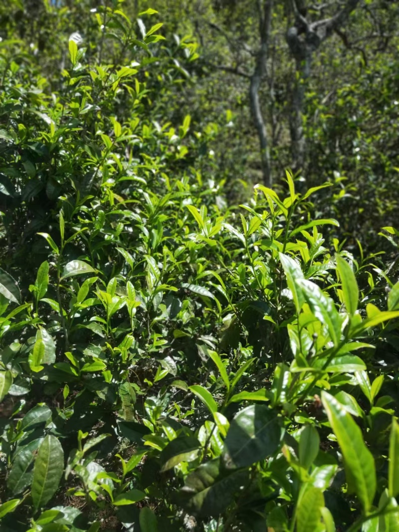22年乔木头春散茶蜜兰香浓郁回甘强口粮拼配都可用