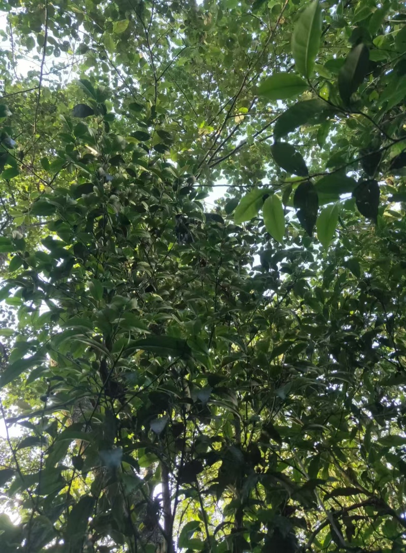 22年乔木头春散茶蜜兰香浓郁回甘强口粮拼配都可用