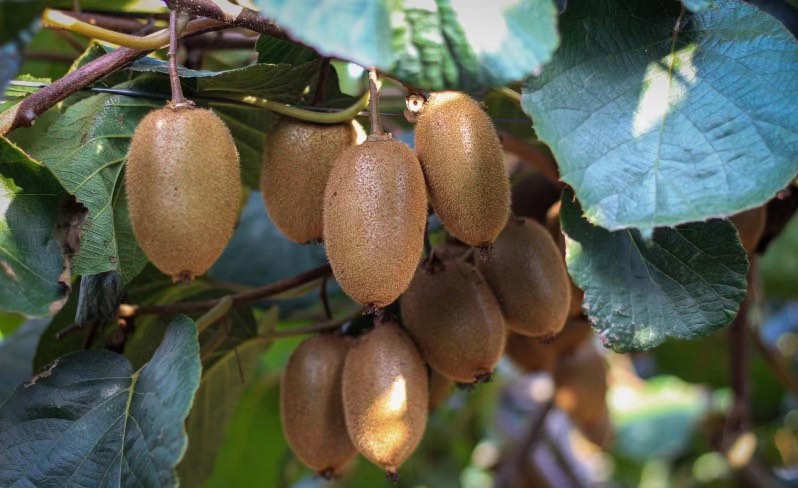 一颗成熟的翠香猕猴桃,表皮覆盖细密绒毛,呈棕褐色,切开后果肉为鲜绿色,中心维管束清晰可见,汁水丰富,周围摆放糖度仪显示读数为18.5°Brix 翠香猕猴桃果实特写