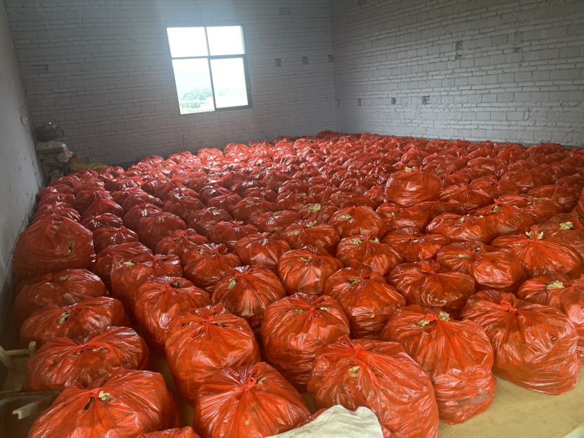 大量生姜堆放在仓库中,用于长期保存 生姜堆放在仓库中