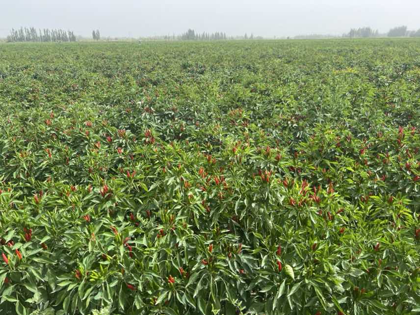 朝天椒种植基地航拍图
