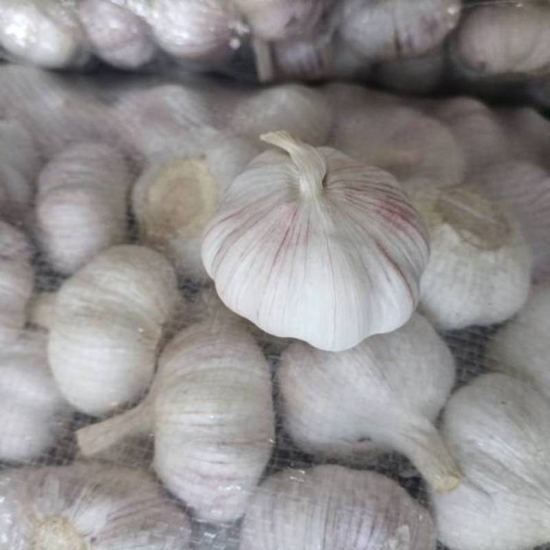 常年供应紫皮大蒜，电商社区团购4.5-6.0公分，代储存销售