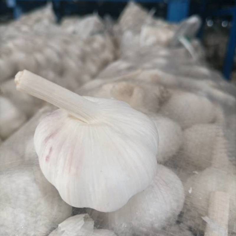 常年供应紫皮大蒜，电商社区团购4.5-6.0公分，代储存销售