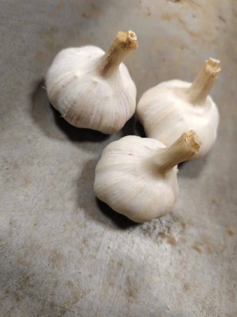 常年供应紫皮大蒜，电商社区团购4.5-6.0公分，代储存销售