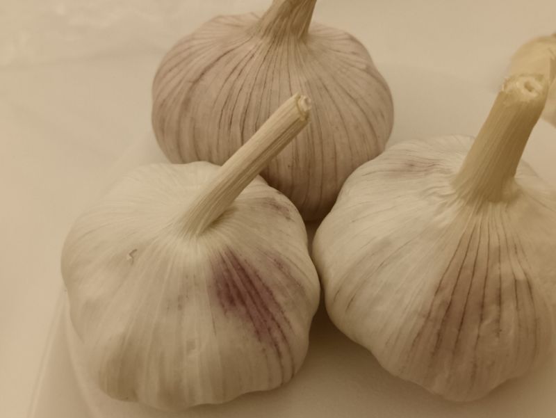 常年供应紫皮大蒜，电商社区团购4.5-6.0公分，代储存销售