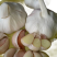 常年供应紫皮大蒜，电商社区团购4.5-6.0公分，代储存销售