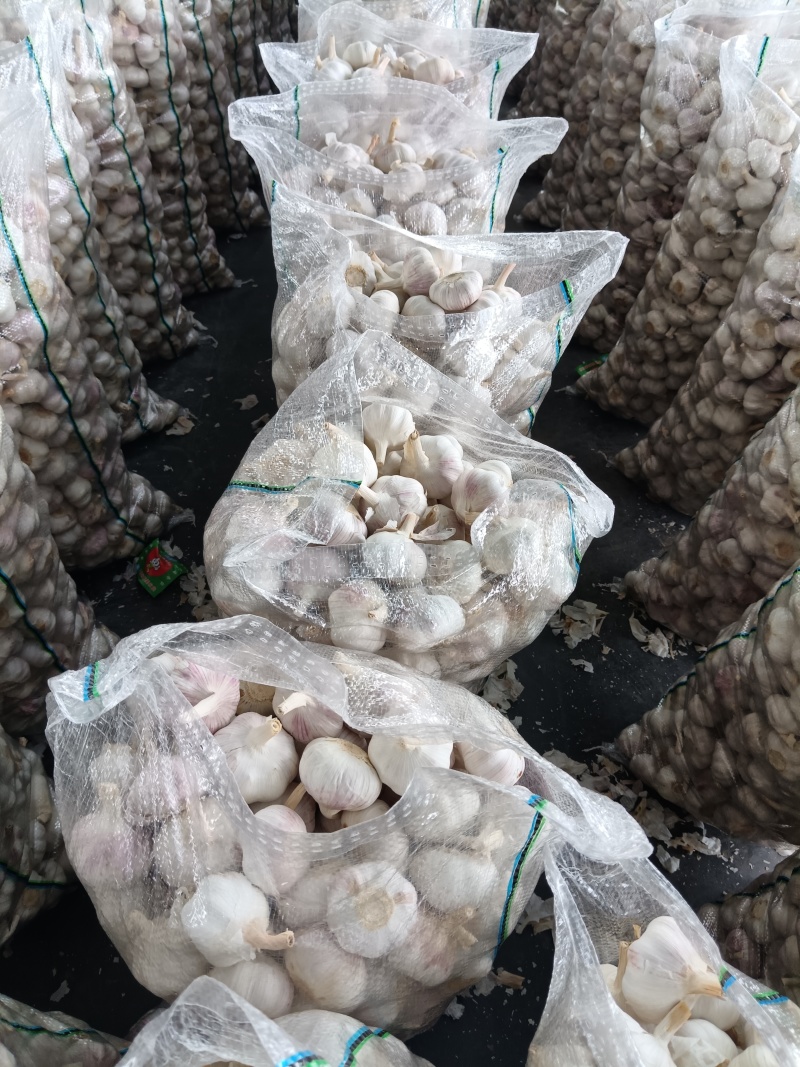 常年供应紫皮大蒜，电商社区团购4.5-6.0公分，代储存销售
