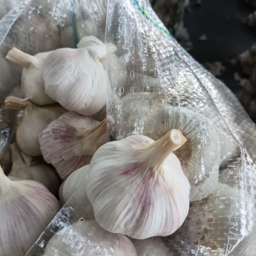 常年供应紫皮大蒜，电商社区团购4.5-6.0公分，代储存销售