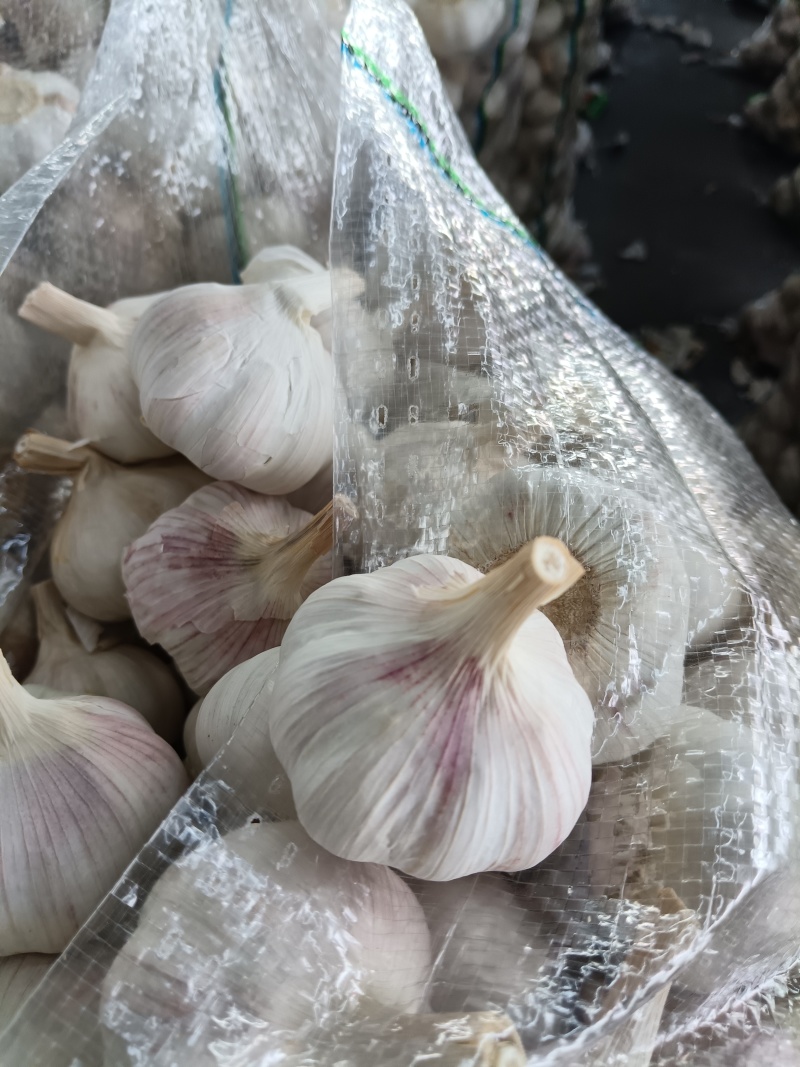 常年供应紫皮大蒜，电商社区团购4.5-6.0公分，代储存销售