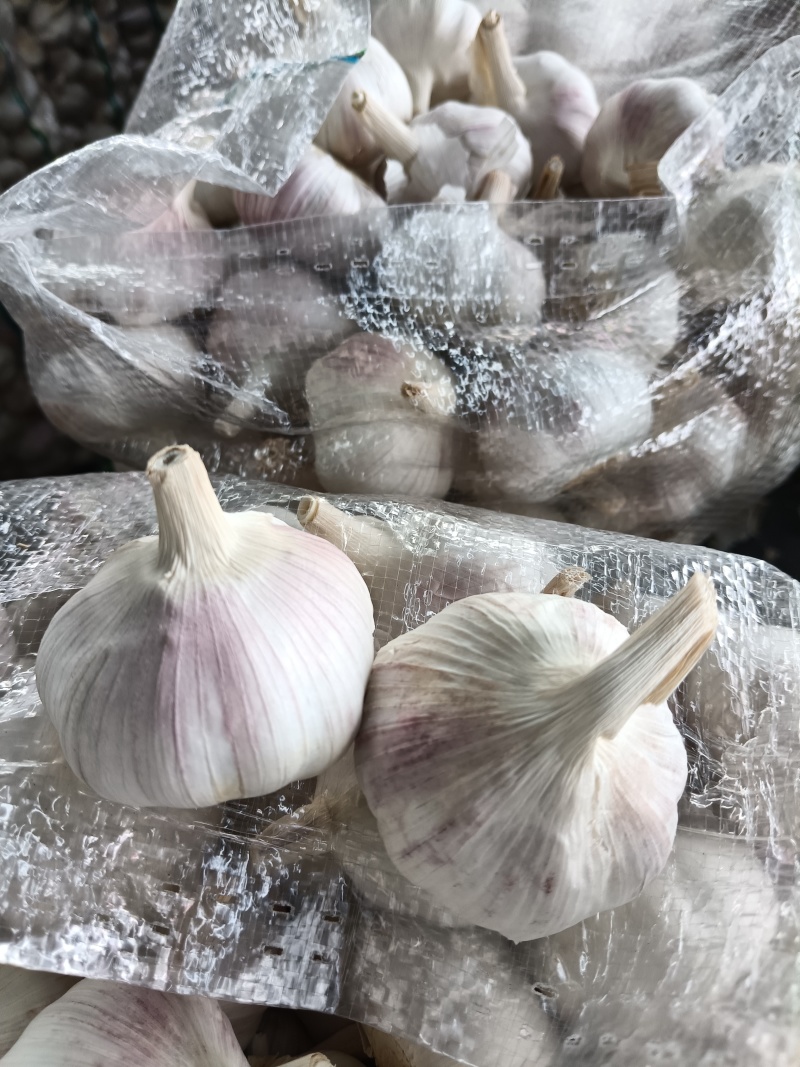 常年供应紫皮大蒜，电商社区团购4.5-6.0公分，代储存销售