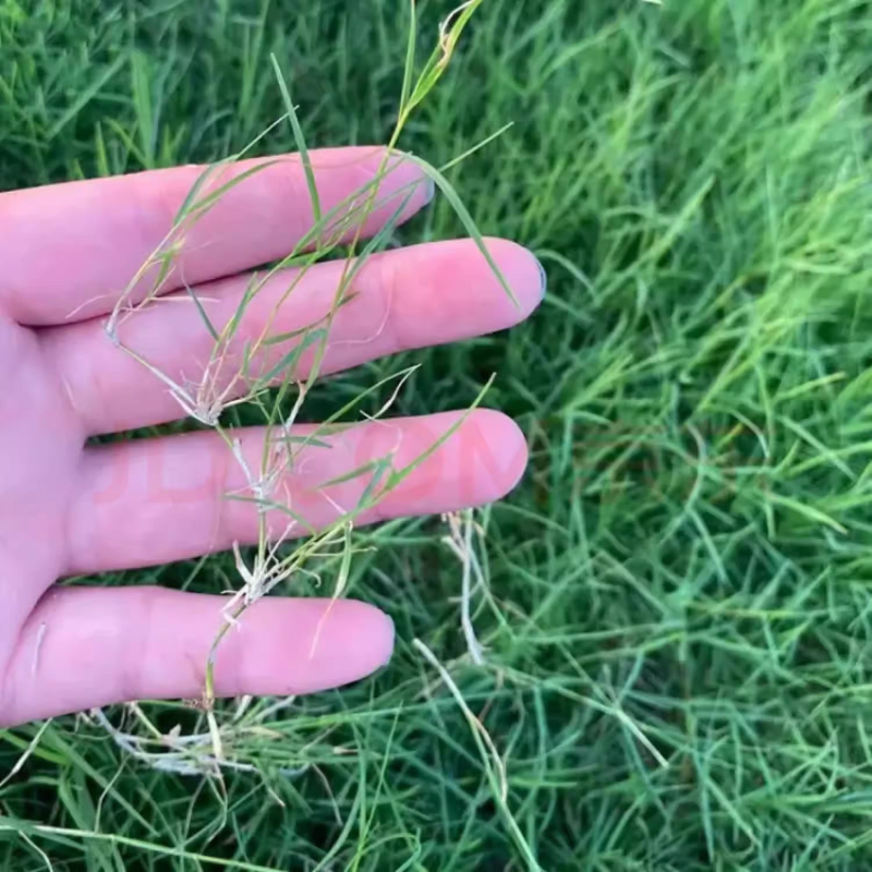 草坪种子进口狗牙根四季青矮脚草籽护坡耐寒黑麦草庭院绿化草