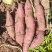 商薯19红薯