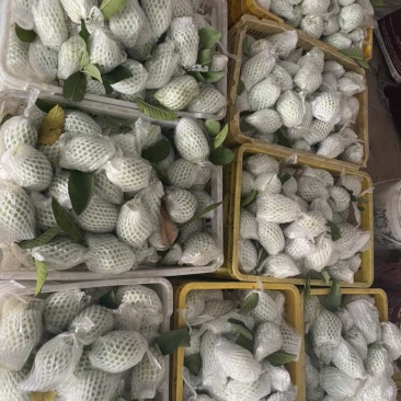 红心番石榴需要联系