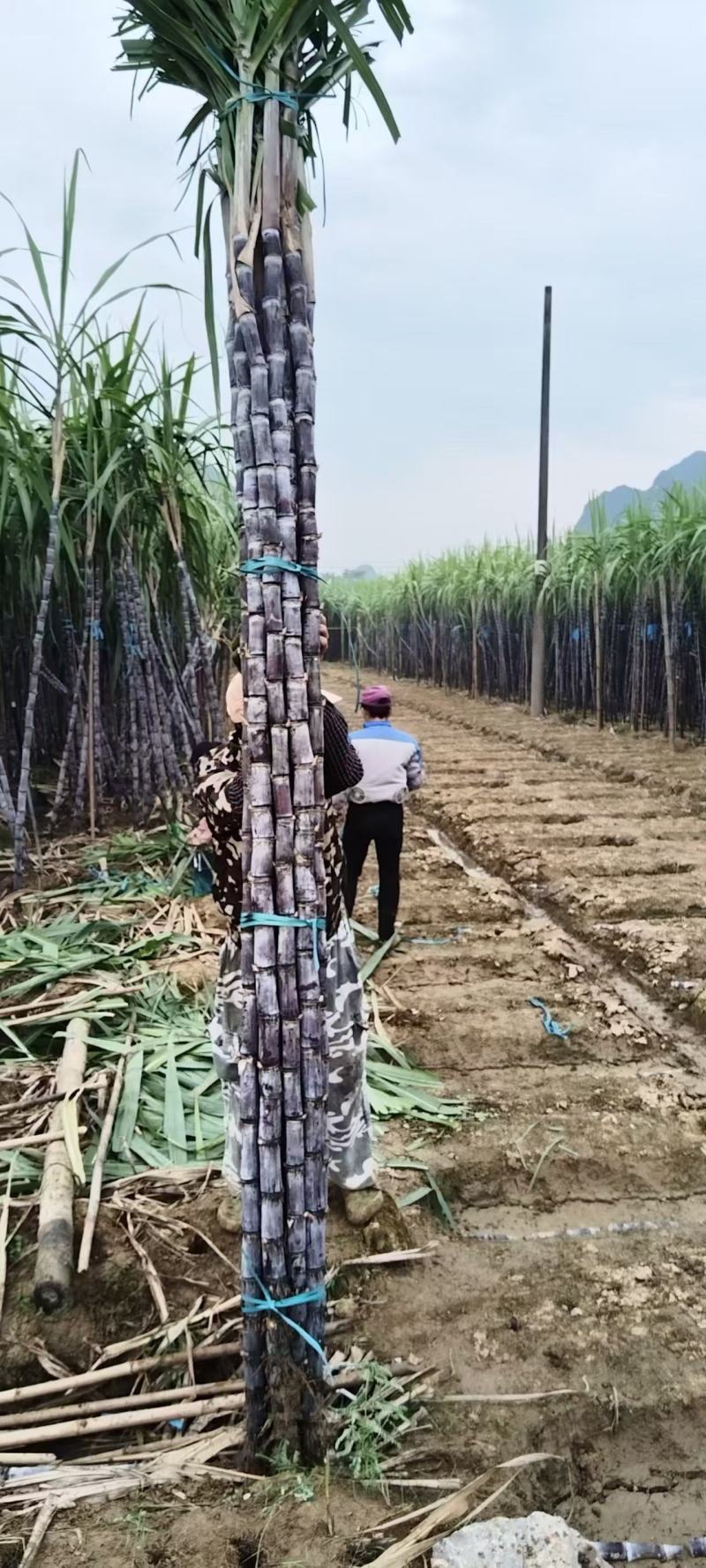 黑甘蔗