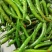 鲜辣椒（秋香2号绿鲜椒）