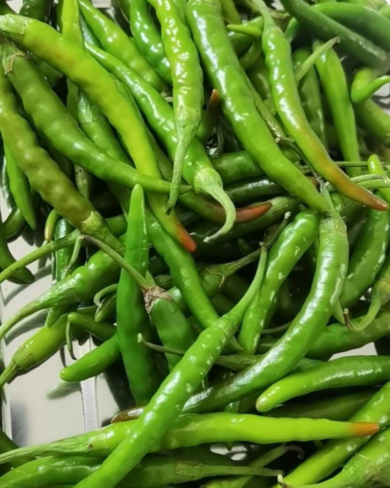 鲜辣椒（秋香2号绿鲜椒）