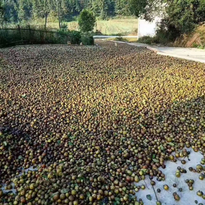 山茶油