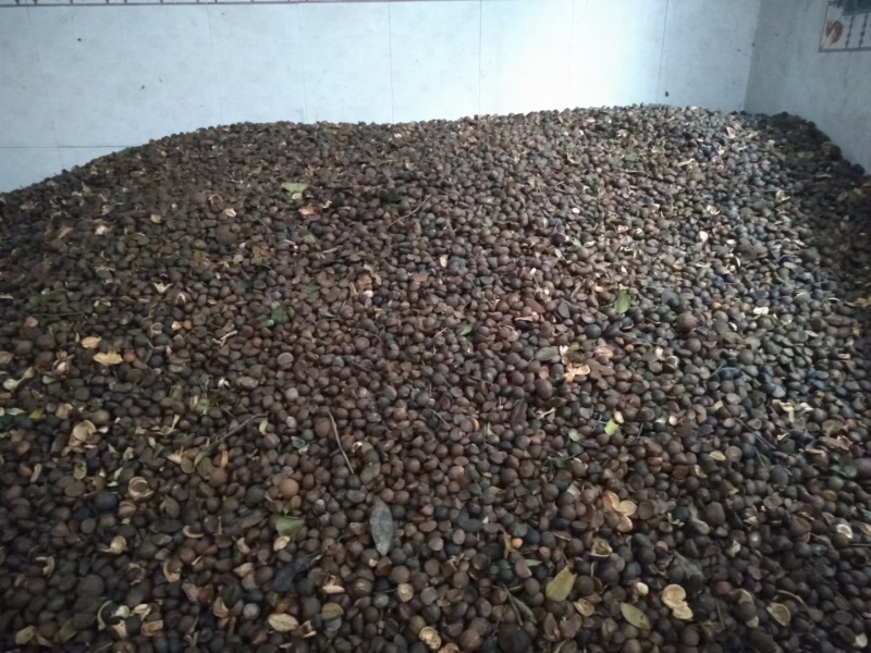 山茶油