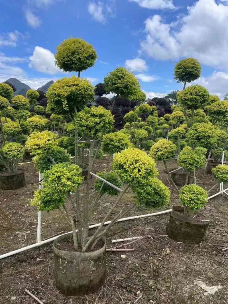 造型亮叶女贞基地直销大小规格齐全质量优质