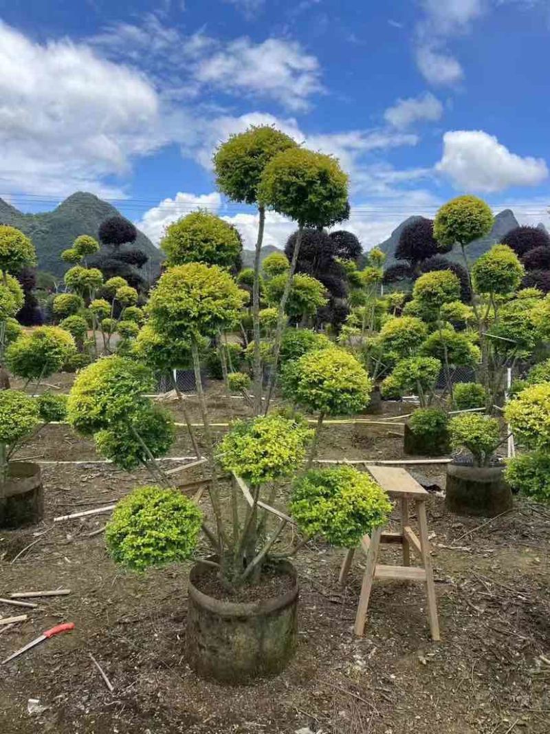 造型亮叶女贞基地直销大小规格齐全质量优质