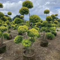 造型亮叶女贞基地直销大小规格齐全质量优质