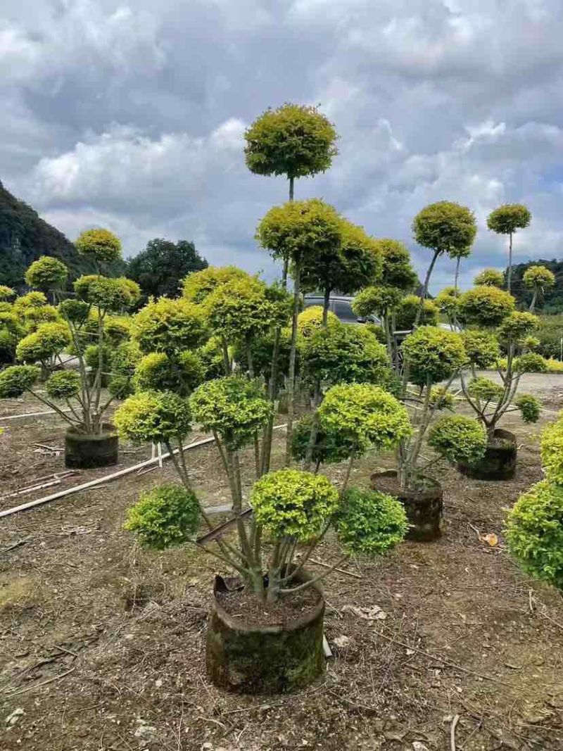 造型亮叶女贞基地直销大小规格齐全质量优质