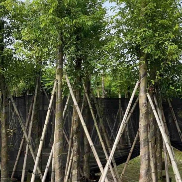 天竺桂10～12公分基地直销大小规格齐全质量优质