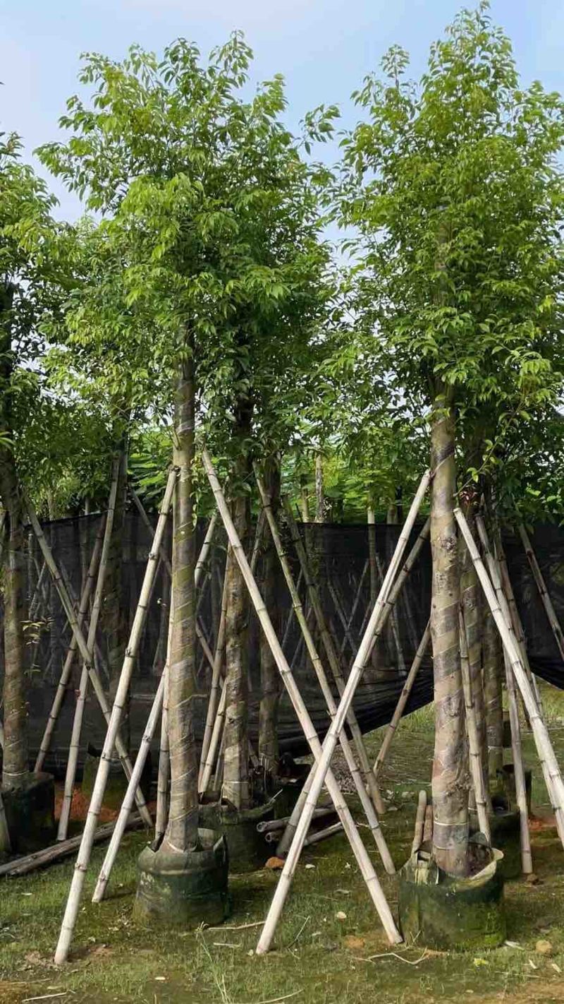 天竺桂10～12公分基地直销大小规格齐全质量优质