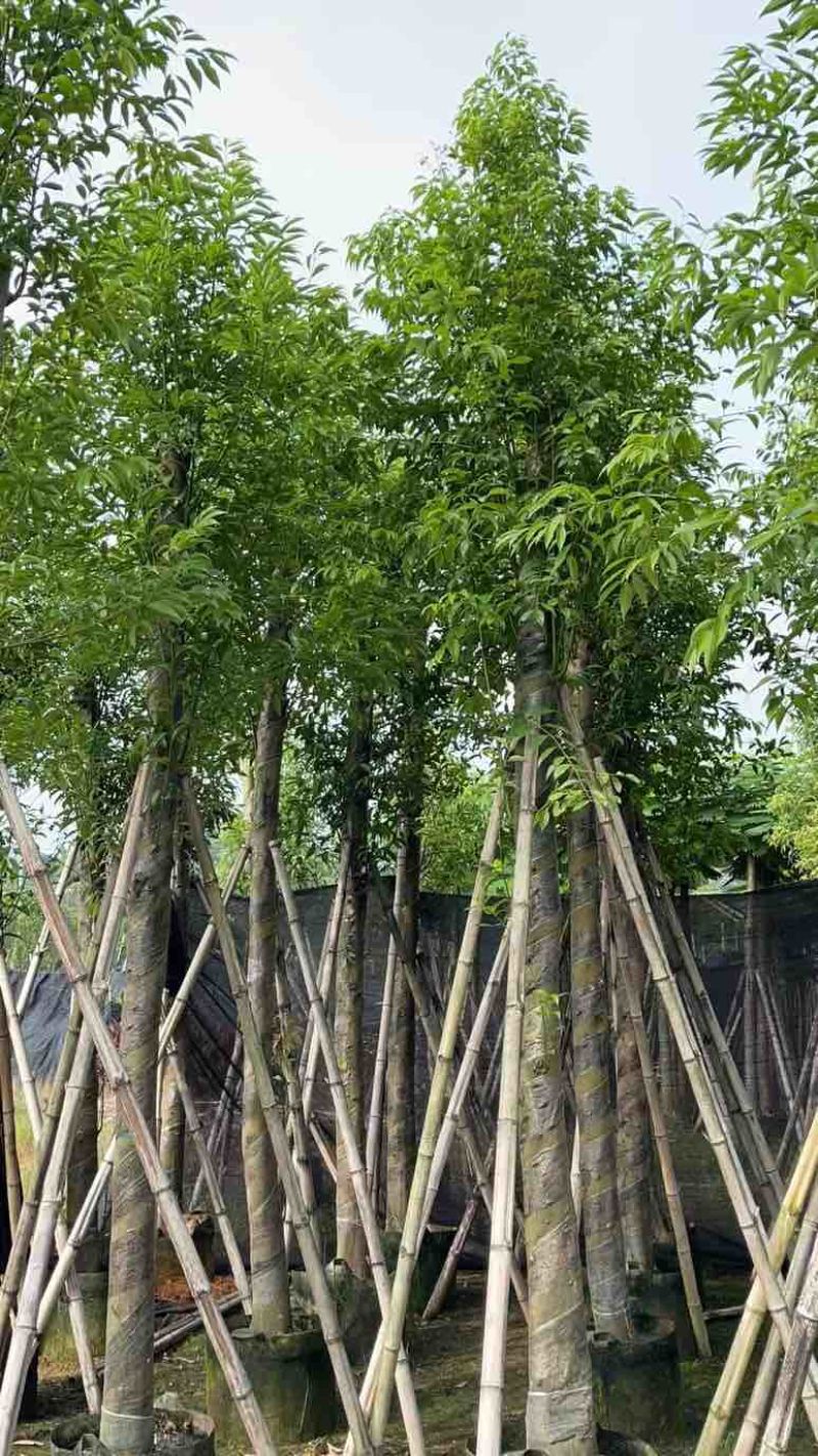 天竺桂10～12公分基地直销大小规格齐全质量优质