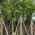 天竺桂10～12公分基地直销大小规格齐全质量优质