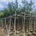 枫香5～8公分基地直销大小规格齐全质量优质