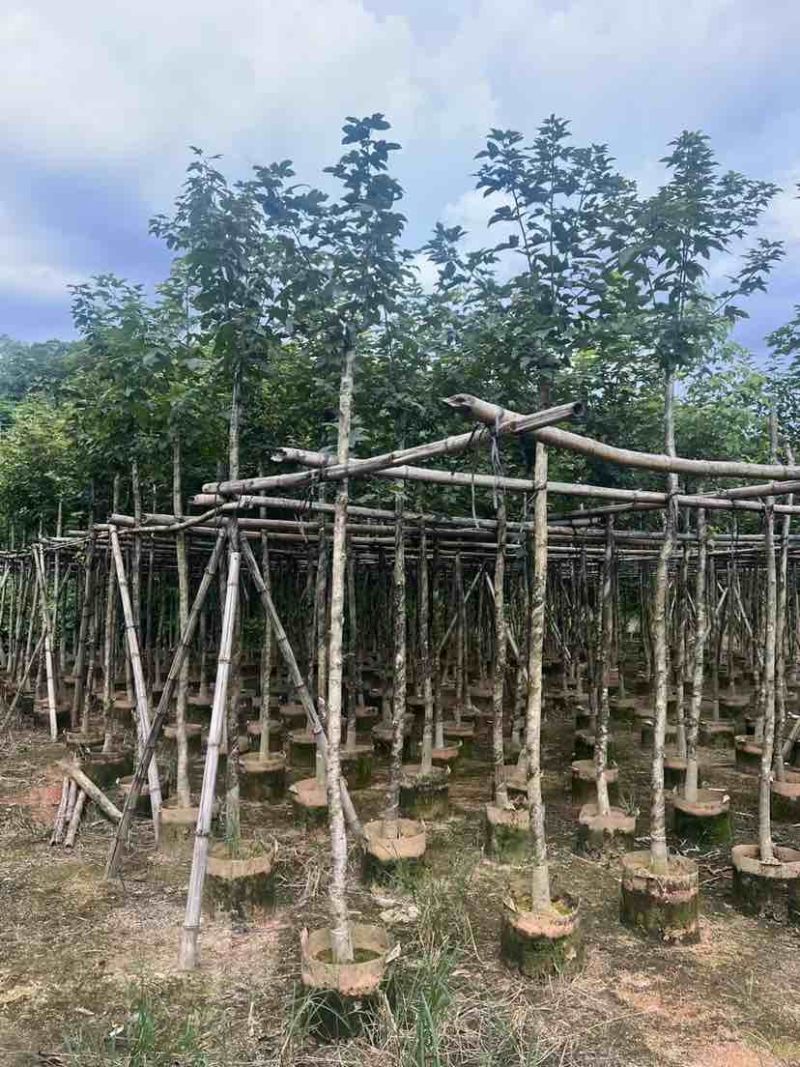 枫香5～8公分基地直销大小规格齐全质量优质
