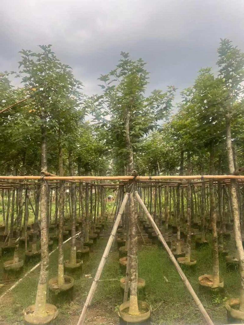 枫香5～8公分基地直销大小规格齐全质量优质