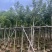 枫香5～8公分基地直销大小规格齐全质量优质