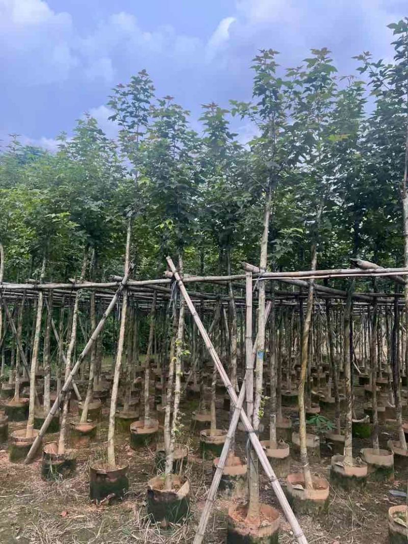 枫香5～8公分基地直销大小规格齐全质量优质